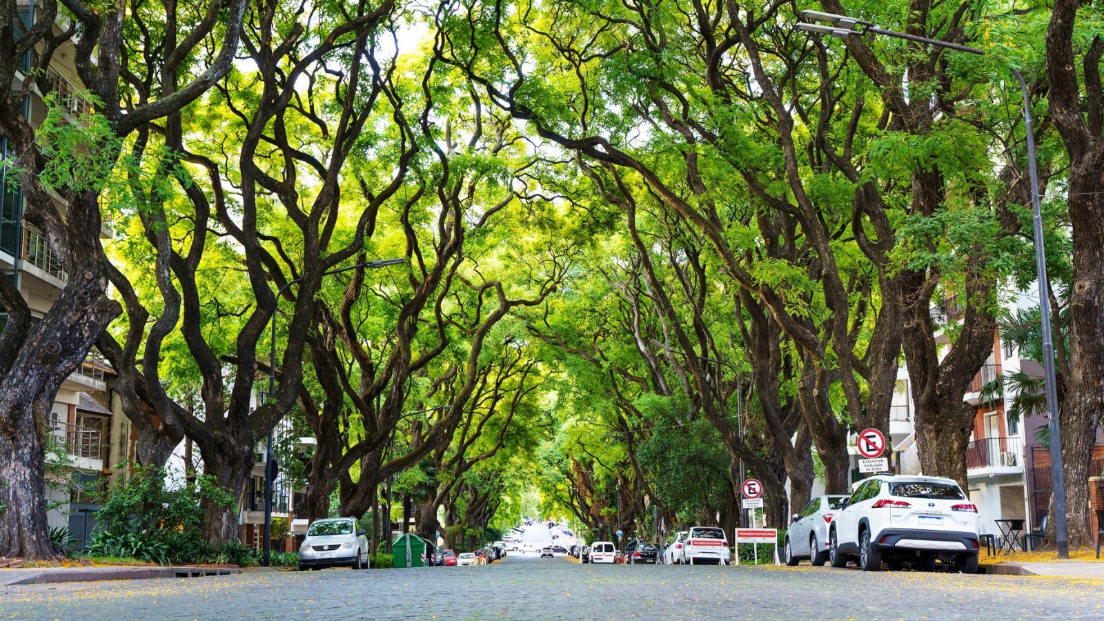 El secreto mejor guardado de CABA: el Túnel Verde que pocos conocen